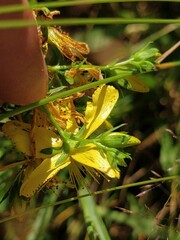 Hypericum perforatum