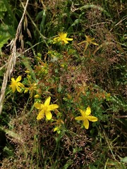 Hypericum perforatum