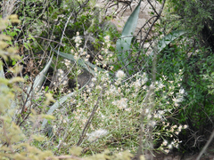 Baccharis neglecta