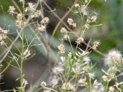 Baccharis neglecta