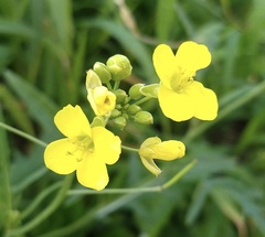 Diplotaxis tenuifolia
