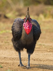 Bucorvus leadbeateri