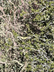 Papilio polyxenes rudkini