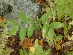 Uvularia sessilifolia