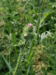 Carduus crispus