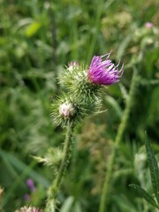 Carduus crispus