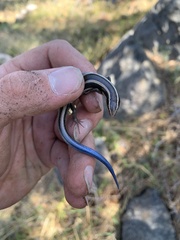 Plestiodon skiltonianus interparietalis