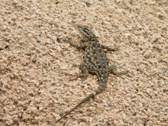 Sceloporus jarrovii