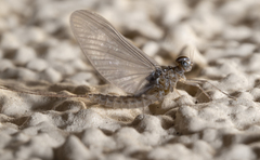 Callibaetis pictus