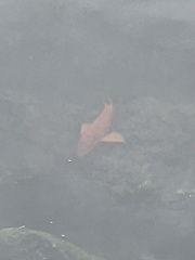 Hypsypops rubicundus