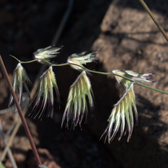 Bouteloua chondrosioides