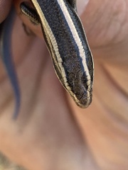 Plestiodon skiltonianus interparietalis