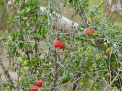 Ibervillea tenuisecta