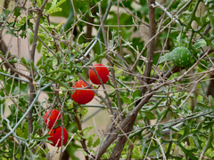 Ibervillea tenuisecta