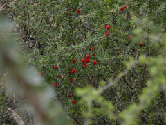 Ibervillea tenuisecta
