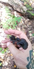 Craterellus