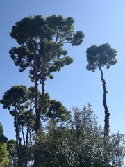 Pinus pinea