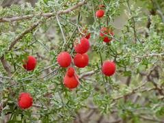 Ibervillea tenuisecta