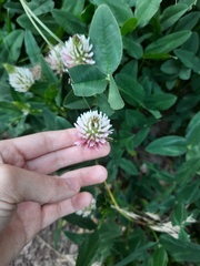 Trifolium ambiguum