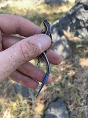 Plestiodon skiltonianus interparietalis