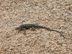 Sceloporus jarrovii
