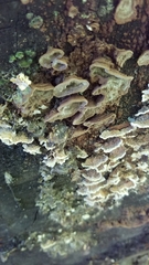 Dentocorticium portoricense