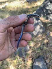 Plestiodon skiltonianus interparietalis