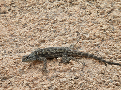 Sceloporus jarrovii