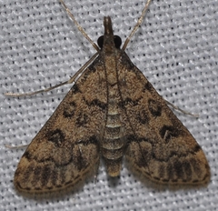 Dolicharthria bruguieralis