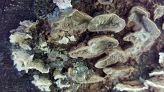 Dentocorticium portoricense