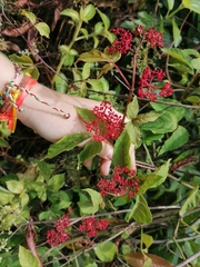 Cissus microcarpa