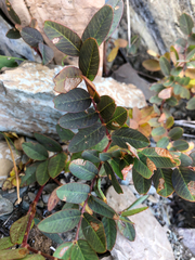 Hedysarum sulphurescens