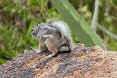 Ammospermophilus interpres