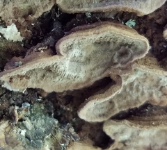 Dentocorticium portoricense