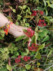 Cissus microcarpa