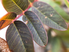 Hedysarum sulphurescens