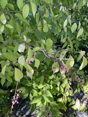 Euonymus europaeus