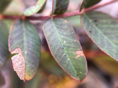 Hedysarum sulphurescens