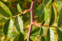 Rosa zalana