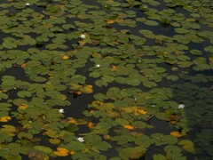 Nymphaea alba