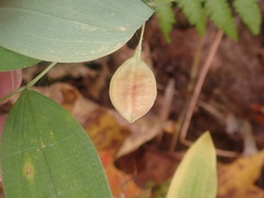 Uvularia sessilifolia