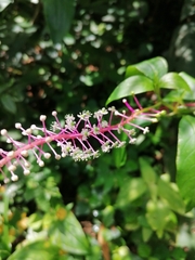 Phytolacca rivinoides