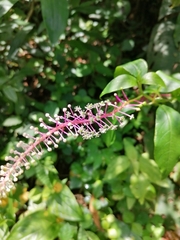 Phytolacca rivinoides