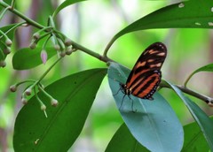 Eueides isabella eva