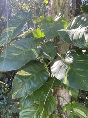 Epipremnum