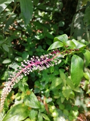 Phytolacca rivinoides