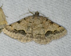 Frederickia s-signata