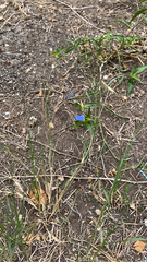 Commelina erecta