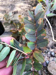 Hedysarum sulphurescens