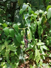 Phytolacca rivinoides